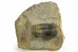 Detailed Austerops Trilobite - Ofaten, Morocco #325987-3